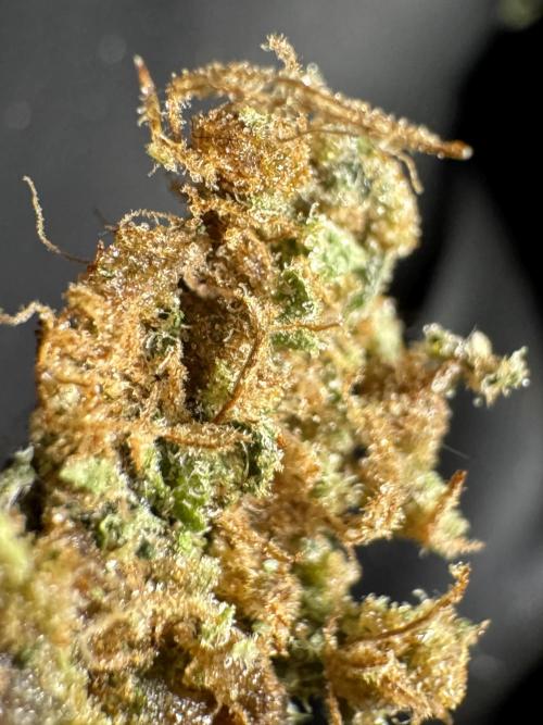 The Classic Super Silver Haze @Zamnesia. Week 12 - SSH #2