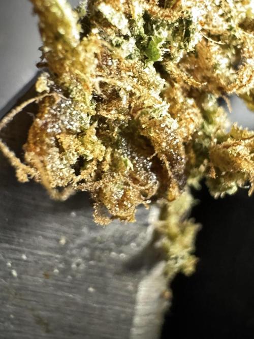 The Classic Super Silver Haze @Zamnesia. Week 12 - SSH #2