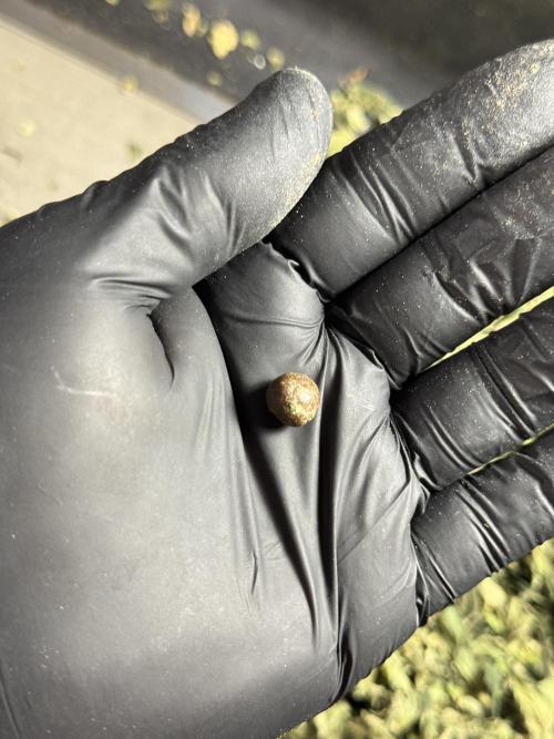 The Classic Super Silver Haze @Zamnesia. Week 12 - SSH #2