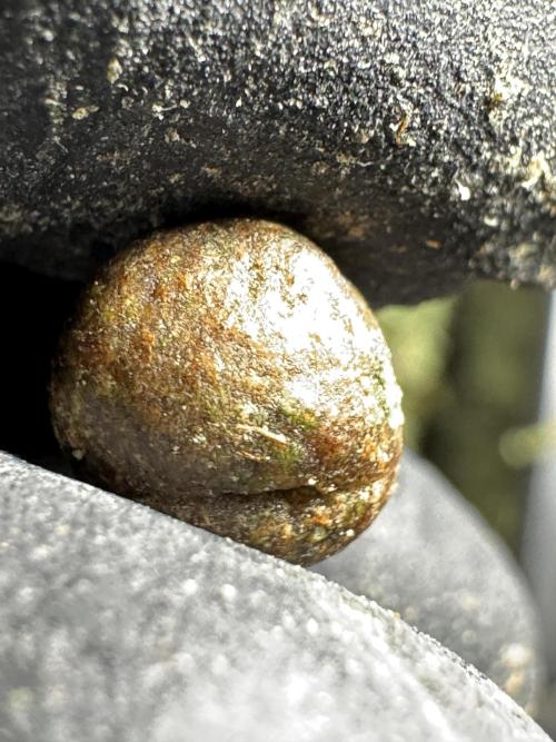 The Classic Super Silver Haze @Zamnesia. Week 12 - SSH #2