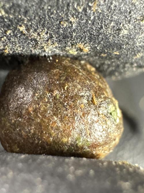 The Classic Super Silver Haze @Zamnesia. Week 12 - SSH #2