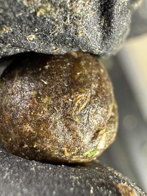 The Classic Super Silver Haze @Zamnesia. Week 12 - SSH #2