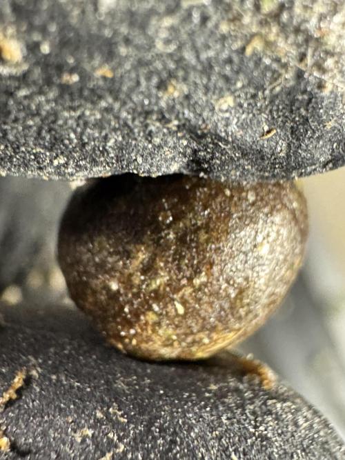 The Classic Super Silver Haze @Zamnesia. Week 12 - SSH #2