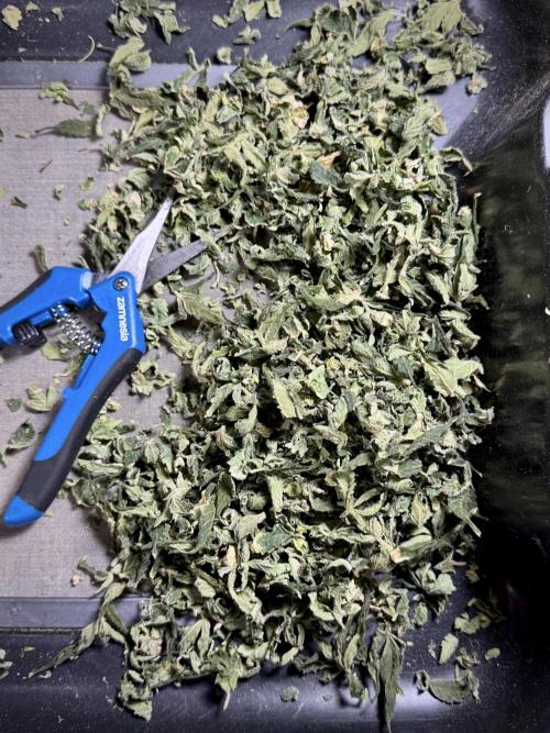 The Classic Super Silver Haze @Zamnesia. Week 12 - SSH #2