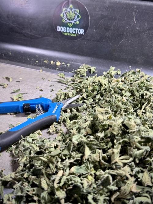 The Classic Super Silver Haze @Zamnesia. Week 12 - SSH #2