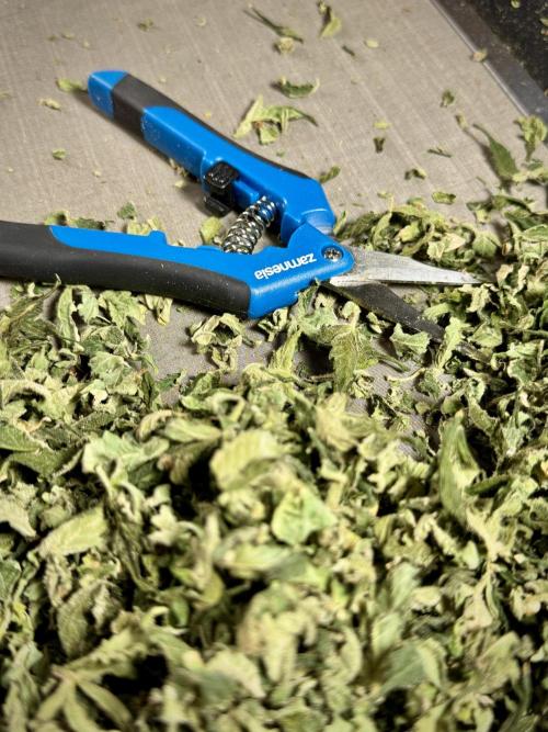 The Classic Super Silver Haze @Zamnesia. Week 12 - SSH #2