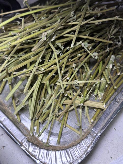 The Classic Super Silver Haze @Zamnesia. Week 12 - SSH #2