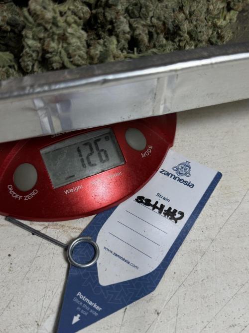 The Classic Super Silver Haze @Zamnesia. Week 12 - SSH #2