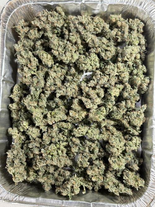 The Classic Super Silver Haze @Zamnesia. Week 12 - SSH #2