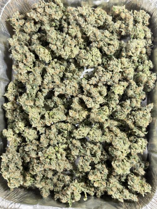 The Classic Super Silver Haze @Zamnesia. Week 12 - SSH #2