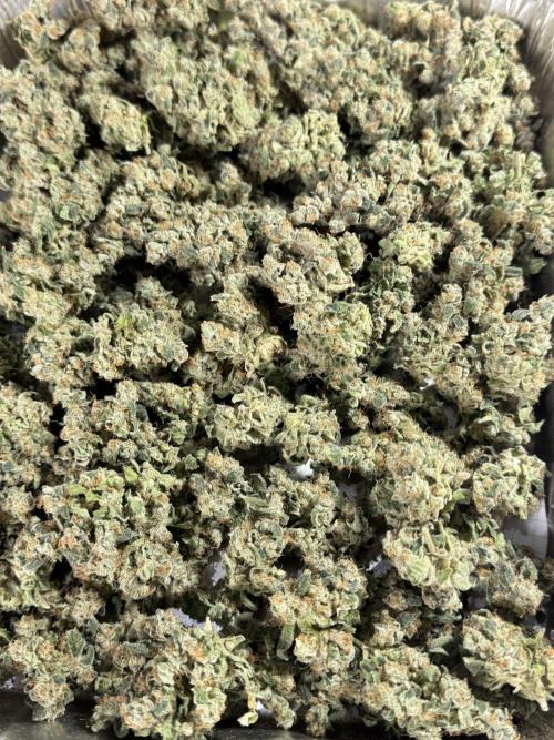 The Classic Super Silver Haze @Zamnesia. Week 12 - SSH #2