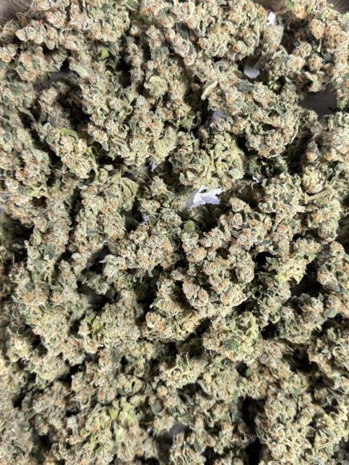 The Classic Super Silver Haze @Zamnesia. Week 12 - SSH #2