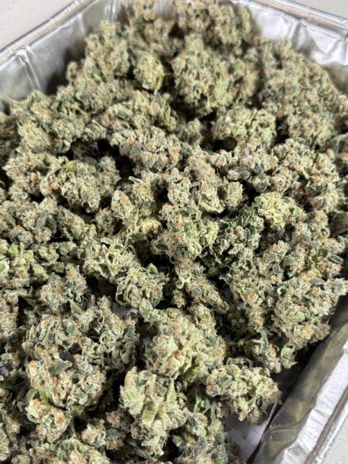 The Classic Super Silver Haze @Zamnesia. Week 12 - SSH #2