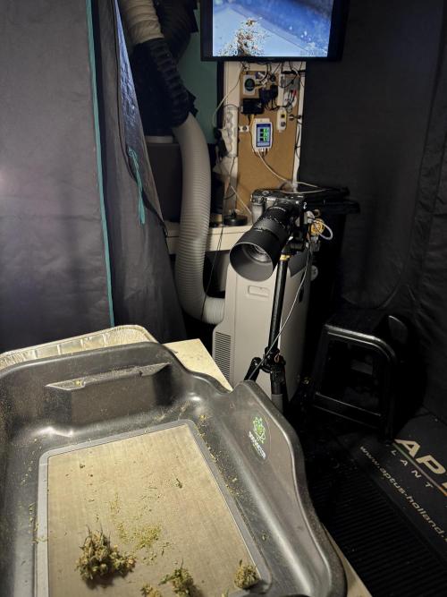 The Classic Super Silver Haze @Zamnesia. Week 12 - SSH #1