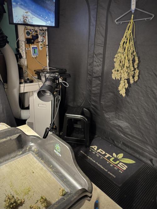 The Classic Super Silver Haze @Zamnesia. Week 12 - SSH #1