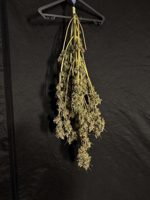 The Classic Super Silver Haze @Zamnesia. Week 12 - SSH #1