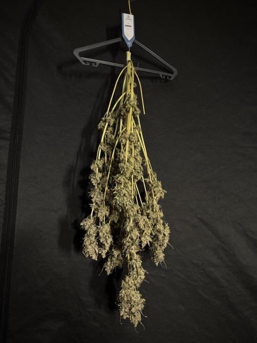 The Classic Super Silver Haze @Zamnesia. Week 12 - SSH #1