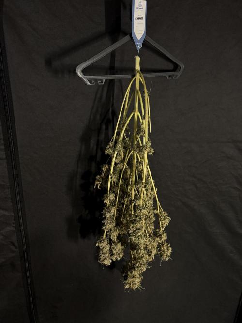 The Classic Super Silver Haze @Zamnesia. Week 12 - SSH #1