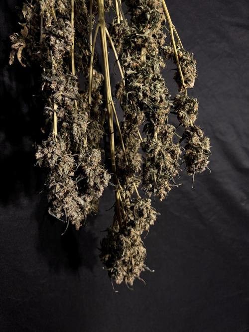 The Classic Super Silver Haze @Zamnesia. Week 12 - SSH #1