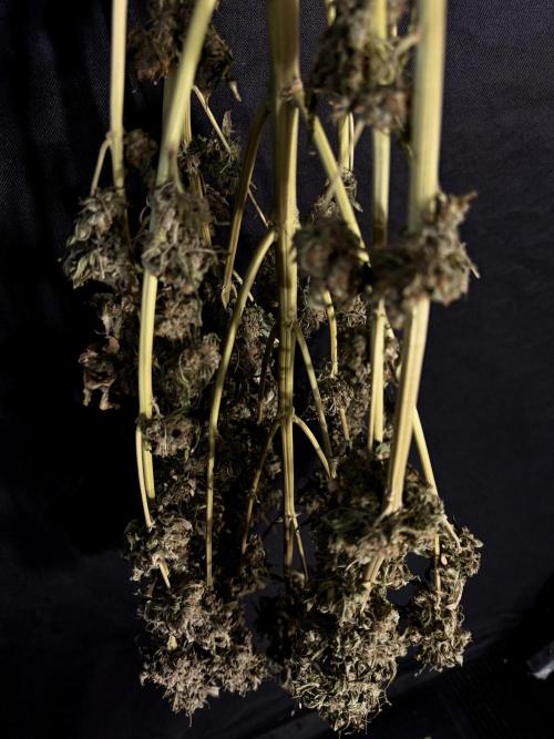 The Classic Super Silver Haze @Zamnesia. Week 12 - SSH #1