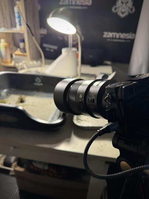 The Classic Super Silver Haze @Zamnesia. Week 12 - SSH #1