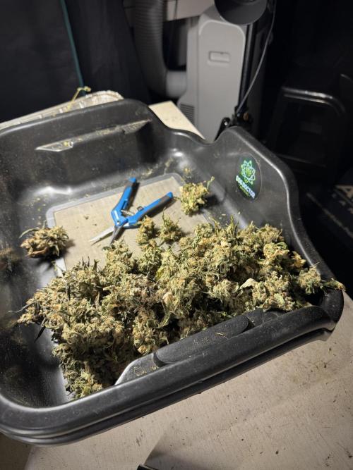 The Classic Super Silver Haze @Zamnesia. Week 12 - SSH #1