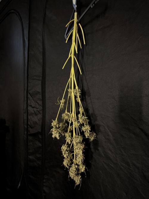 The Classic Super Silver Haze @Zamnesia. Week 12 - SSH #1