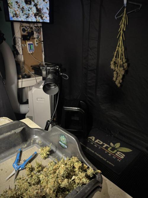 The Classic Super Silver Haze @Zamnesia. Week 12 - SSH #1