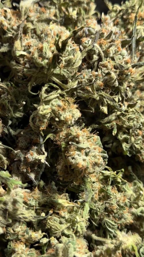 The Classic Super Silver Haze @Zamnesia