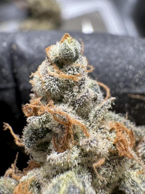 The Classic Super Silver Haze @Zamnesia. Week 12 - SSH #1