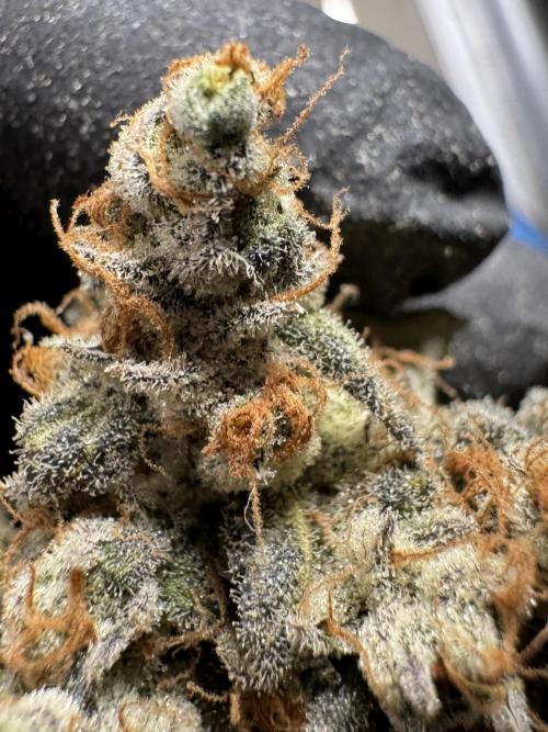 The Classic Super Silver Haze @Zamnesia. Week 12 - SSH #1