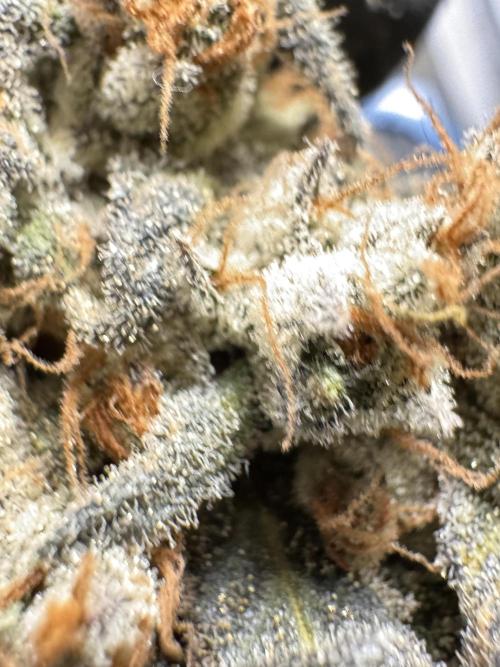 The Classic Super Silver Haze @Zamnesia. Week 12 - SSH #1