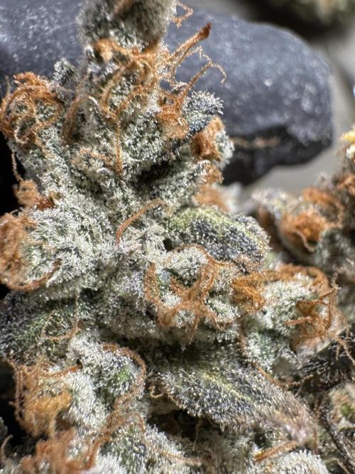 The Classic Super Silver Haze @Zamnesia. Week 12 - SSH #1