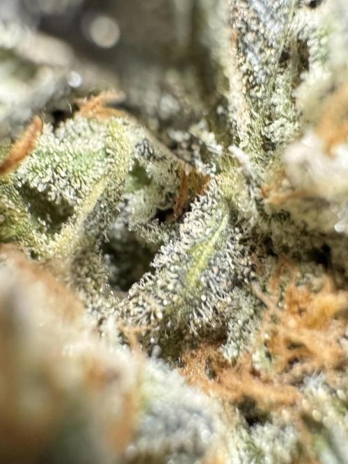 The Classic Super Silver Haze @Zamnesia. Week 12 - SSH #1