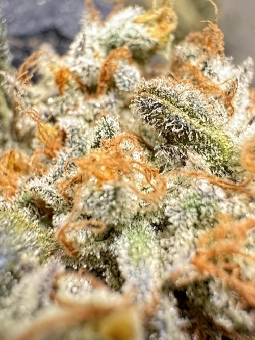 The Classic Super Silver Haze @Zamnesia. Week 12 - SSH #1