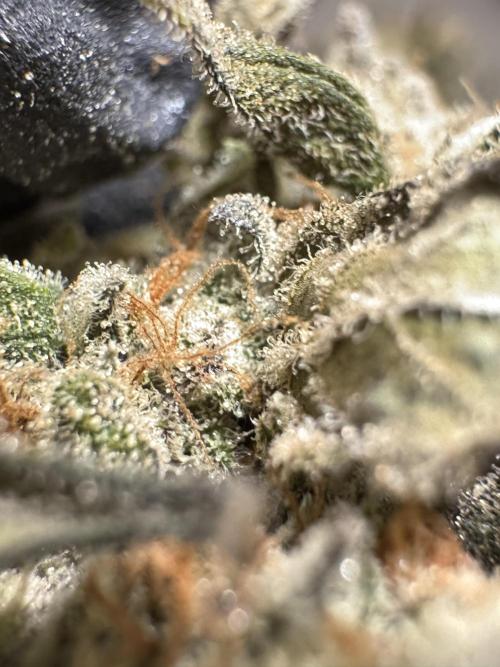 The Classic Super Silver Haze @Zamnesia. Week 12 - SSH #1