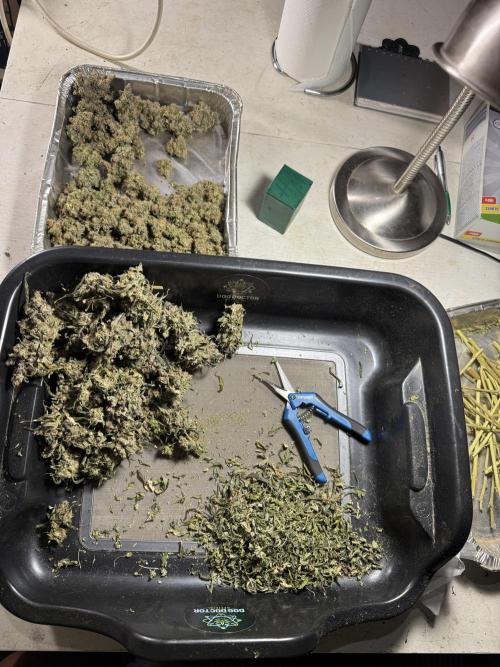 The Classic Super Silver Haze @Zamnesia. Week 12 - SSH #1