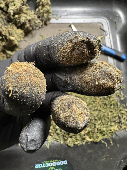 The Classic Super Silver Haze @Zamnesia. Week 12 - SSH #1