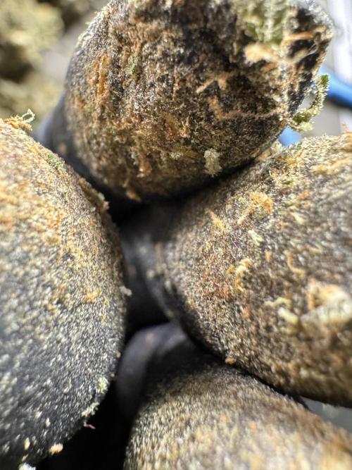 The Classic Super Silver Haze @Zamnesia. Week 12 - SSH #1