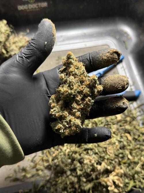 The Classic Super Silver Haze @Zamnesia. Week 12 - SSH #1