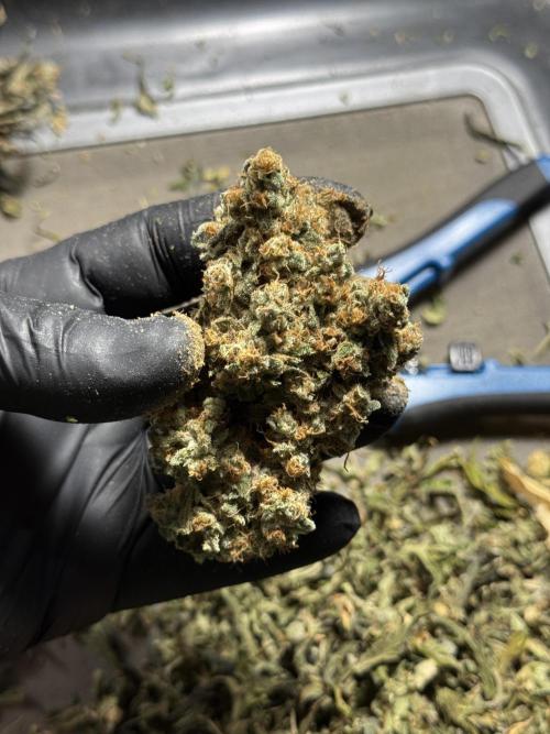 The Classic Super Silver Haze @Zamnesia. Week 12 - SSH #1