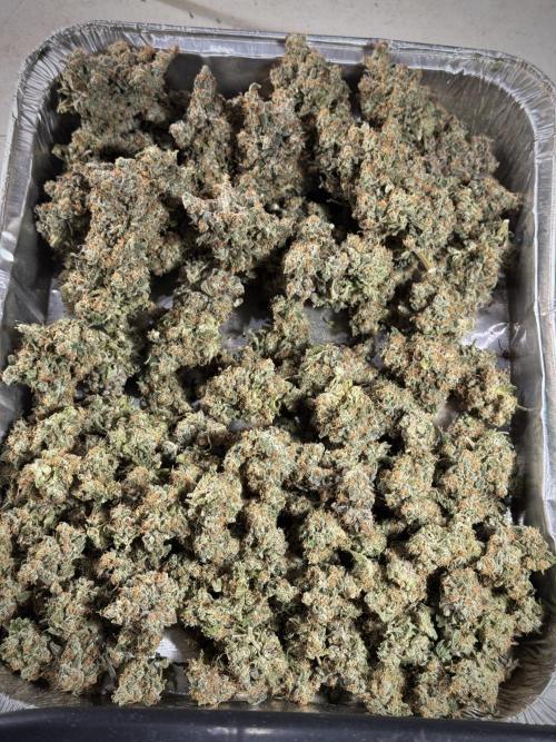 The Classic Super Silver Haze @Zamnesia. Week 12 - SSH #1