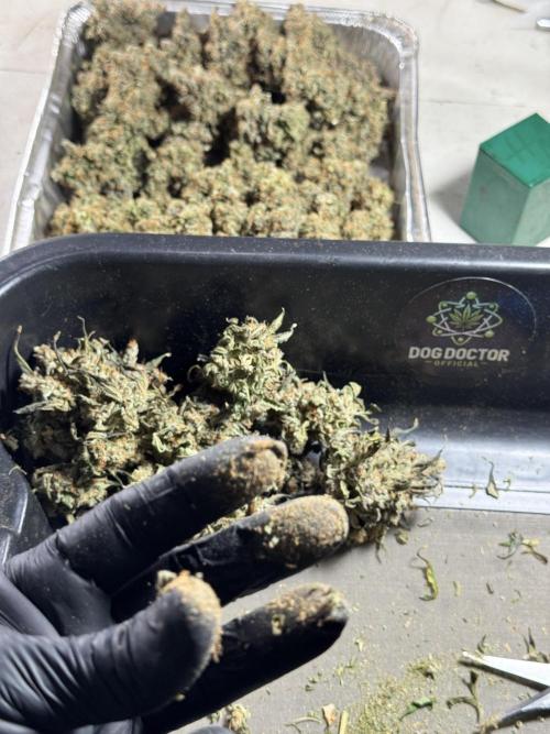 The Classic Super Silver Haze @Zamnesia. Week 12 - SSH #1