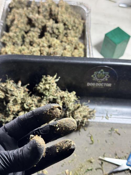 The Classic Super Silver Haze @Zamnesia. Week 12 - SSH #1