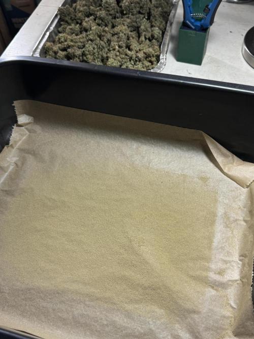 The Classic Super Silver Haze @Zamnesia. Week 12 - SSH #1