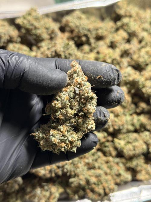 The Classic Super Silver Haze @Zamnesia. Week 12 - SSH #1