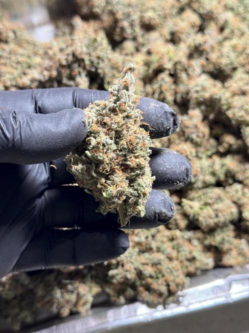 The Classic Super Silver Haze @Zamnesia. Week 12 - SSH #1