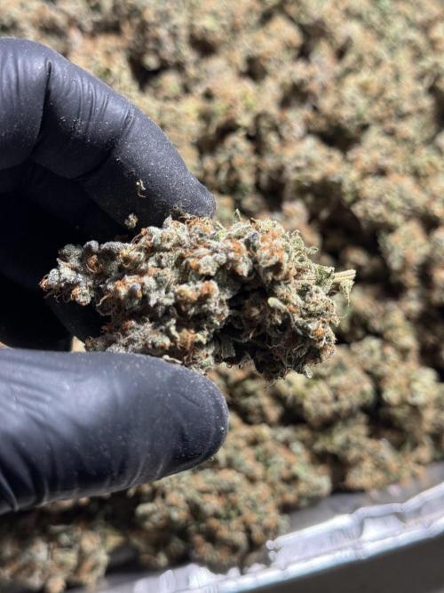 The Classic Super Silver Haze @Zamnesia. Week 12 - SSH #1