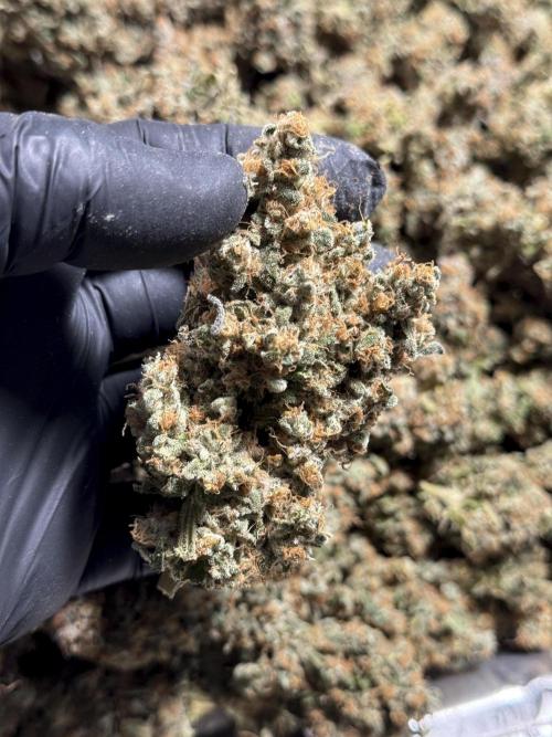 The Classic Super Silver Haze @Zamnesia. Week 12 - SSH #1