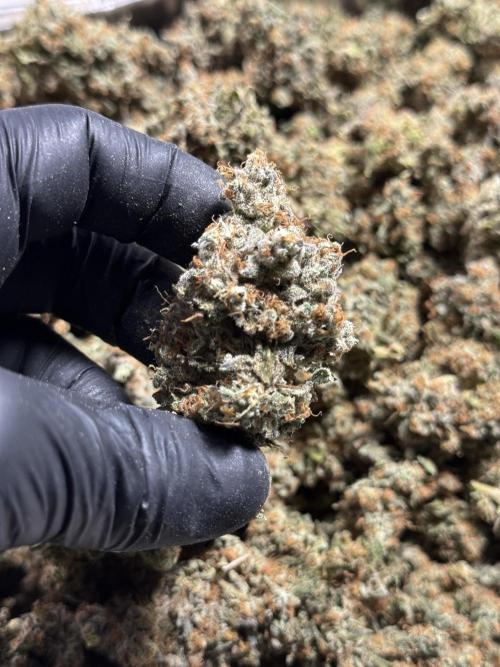 The Classic Super Silver Haze @Zamnesia. Week 12 - SSH #1